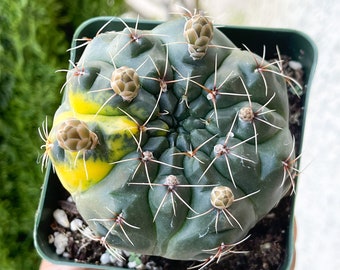 Dwarf Chin Cactus | Gymnocalycium Baldianum | Cacti Real Succulent Live Plant