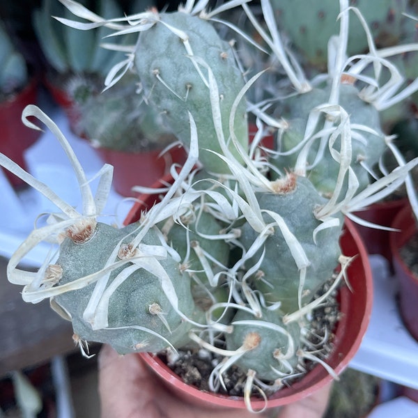 Paper Spines | Tephrocactus Articulatus cacti | Live Cactus