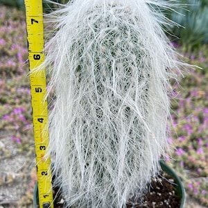 Cephalocereus Senilis | Hairy cactus | Rare Cactus