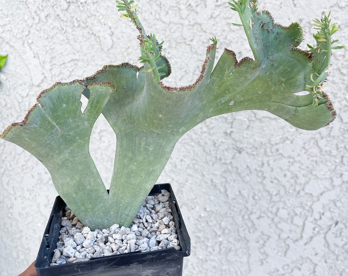 Crested Euphorbia Mauritanica Rare Plant Etsy