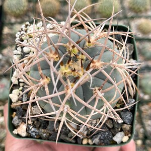 Gymnocalycium Cardenasianum Busy Spines Pink Flower Rare Cactus image 6