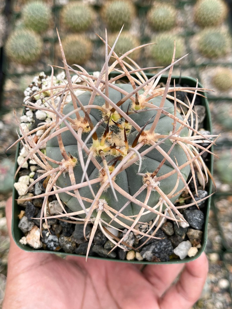 Gymnocalycium Cardenasianum Busy Spines Pink Flower Rare Cactus image 6