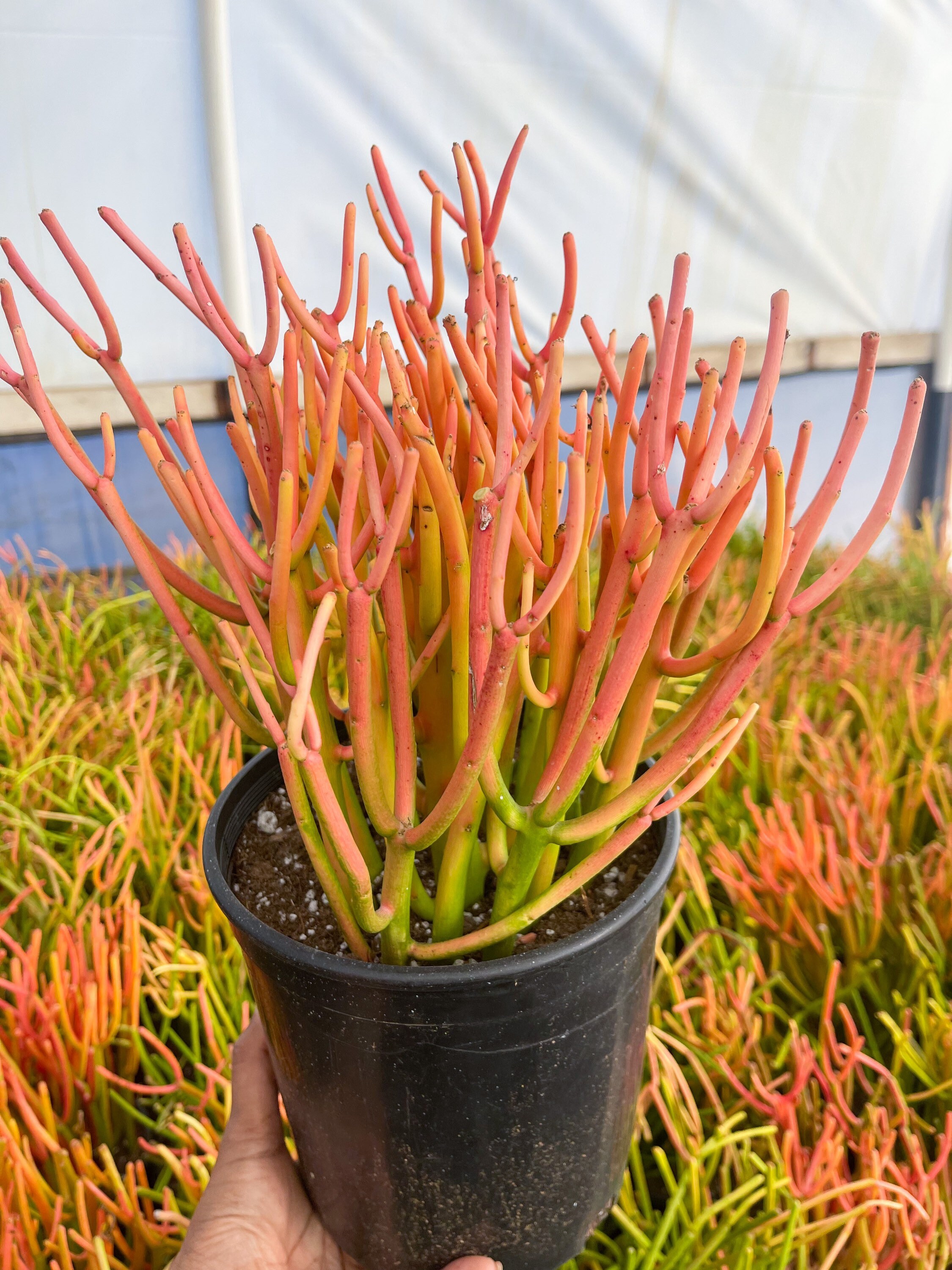 Fire Stick Bushy Cutting/clipping Euphorbia Tirucalli - Etsy Fire Stick Bushy Cutting/clipping Euphorbia Tirucalli - Etsy