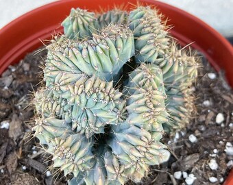 Crested Myrtle Blue Cactus | Blue Candle | Live Cactus