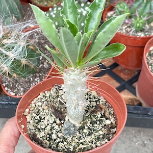 Pachypodium Saundersii Live Plant 4”