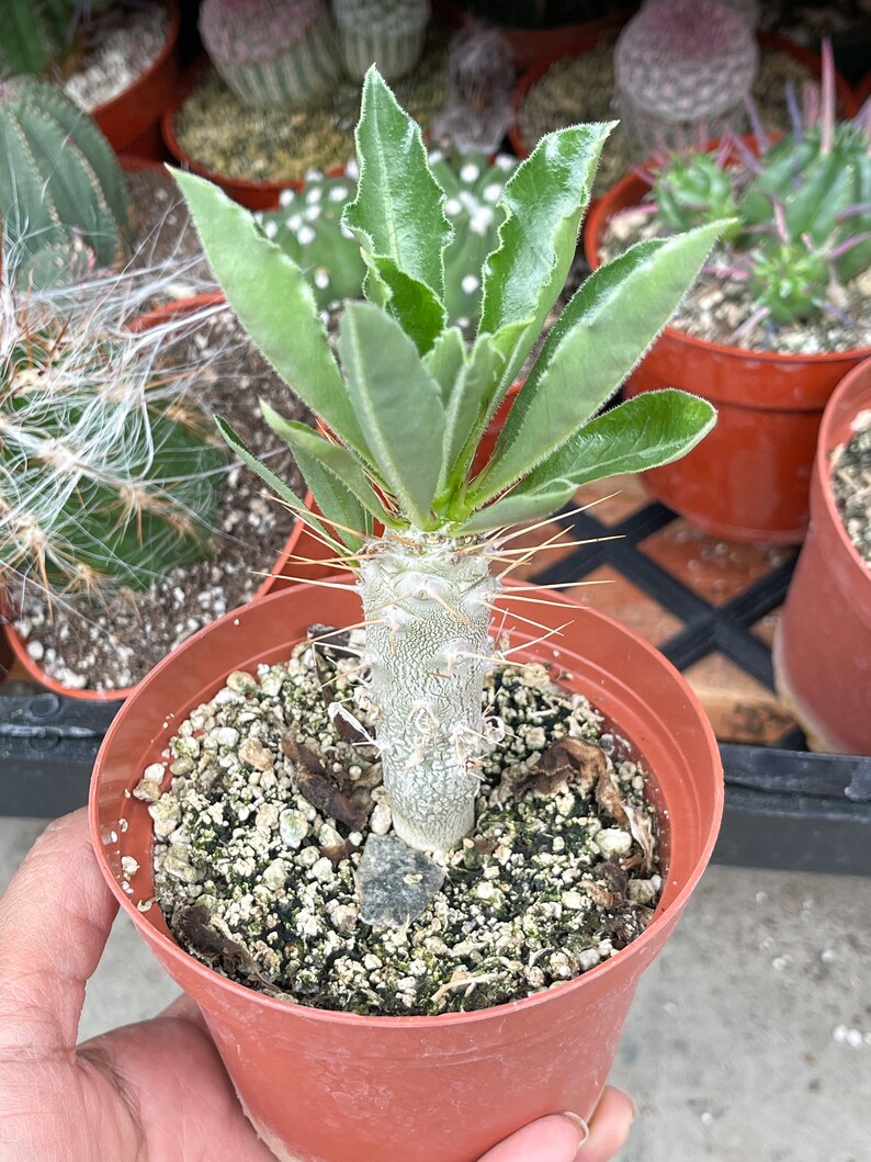 Pachypodium Saundersii Live Plant 4”