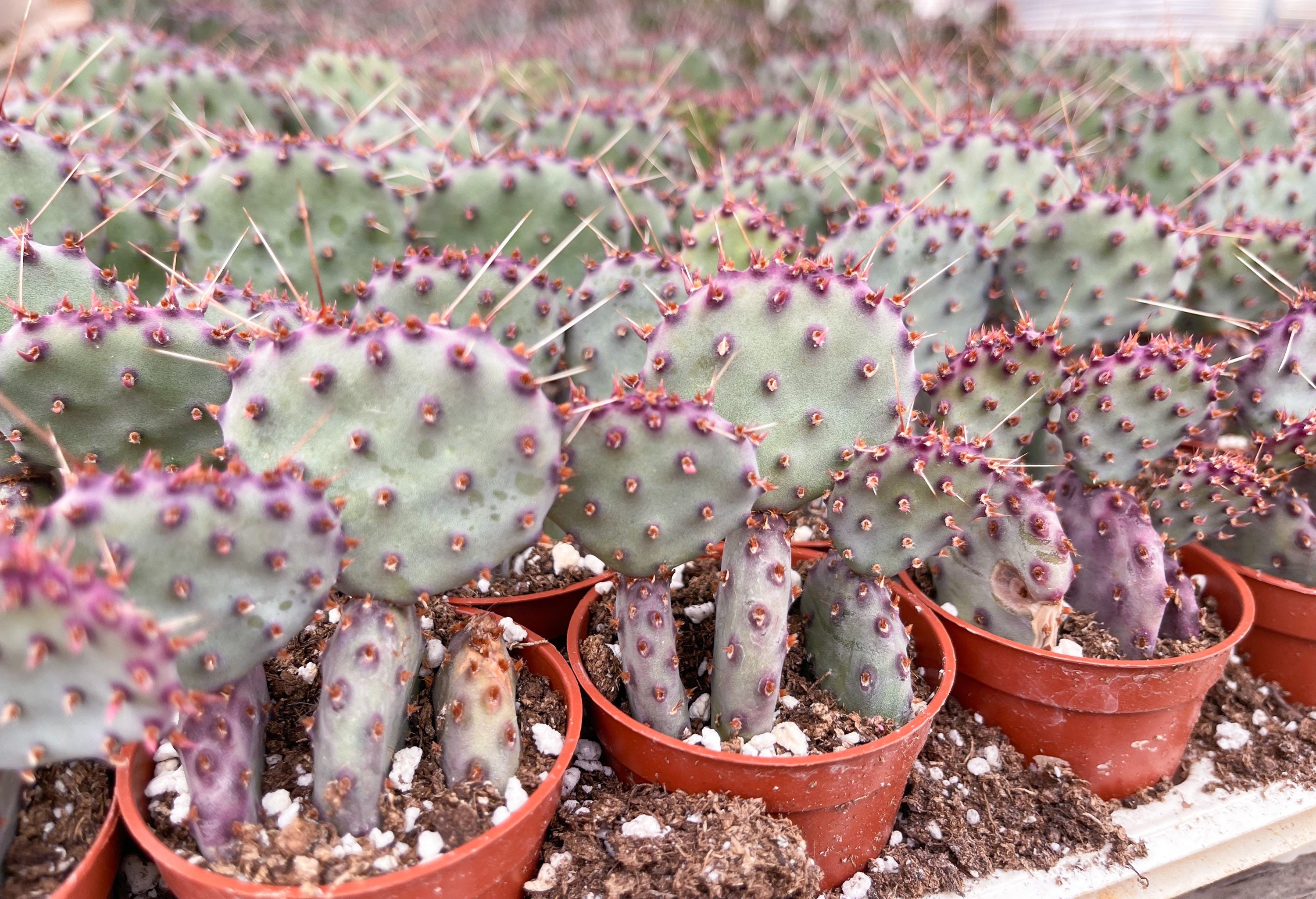 Polka Dot Cacti - Opuntia Mini Cactus  Premium Succulents Direct From the  Nursery