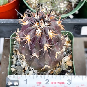 Copiapoa Echinoides Copiapoa Dura Rare Cactus Live Plant Rare Plant image 4