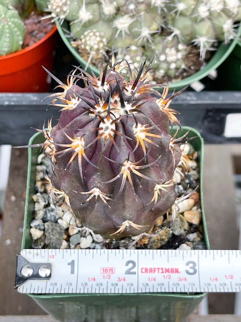 Copiapoa Echinoides Copiapoa Dura Rare Cactus Live Plant Rare Plant image 4