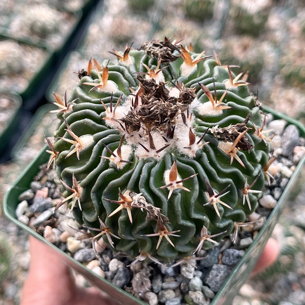 Stenocactus multicostatus cactus | Brain Cactus | Rare Cactus