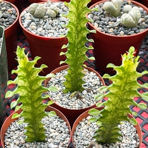 4 Pot Euphorbia Trigona Good Luck Cactus Live Succulent Plant Rare Cactus Variegated