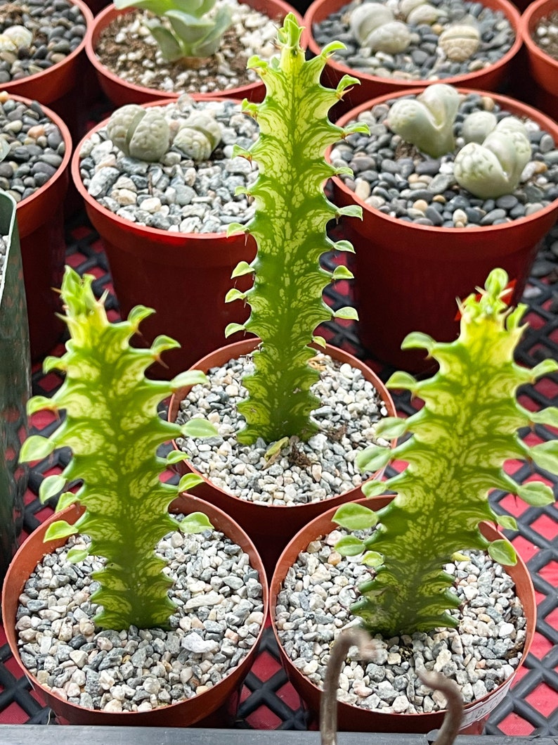 4 Pot Euphorbia Trigona Good Luck Cactus Live Succulent Plant Rare Cactus Variegated