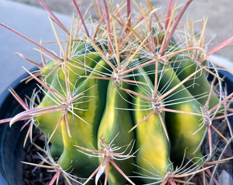 Variegated Ferocactus gracilis coloratus | Red Barrel Cactus | Rare Cactus | Live Plant