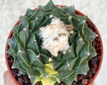 Obregonia Denegri cactus | Artichoke cactus | Rare Cactus