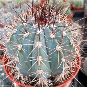 Turks Cap Cactus | Melocactus Azureus Blue Cactus