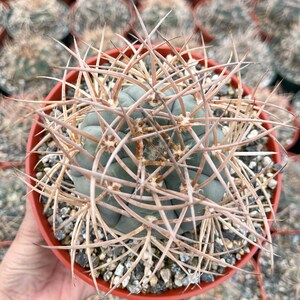 Gymnocalycium Cardenasianum Busy Spines Pink Flower Rare Cactus 6” Large