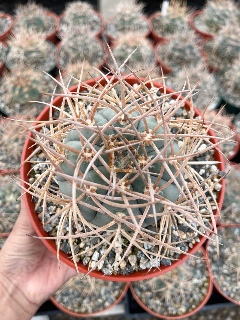 Gymnocalycium Cardenasianum Busy Spines Pink Flower Rare Cactus 6” Large