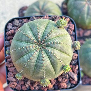 Euphorbia Obesa Baseball Cactus Live Cactus image 10