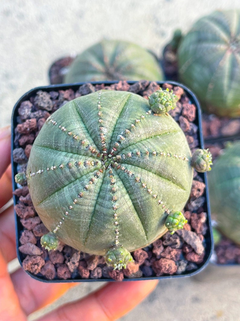 Euphorbia Obesa Baseball Cactus Live Cactus image 10