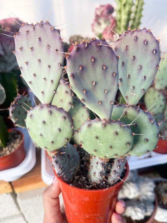 Nursing – Purple Cactus Lingerie