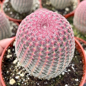 Rainbow Cactus | Rare Cactus | Echinocereus rigidissimus