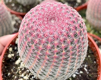 Rainbow Cactus | Rare Cactus | Echinocereus rigidissimus