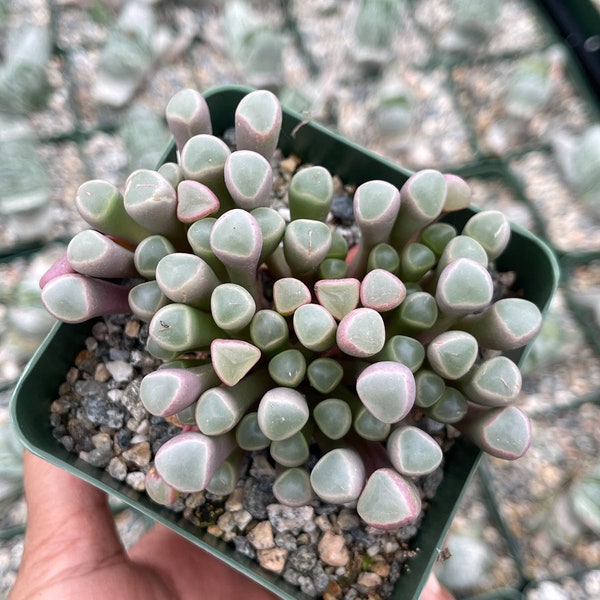 3.5” Fenestraria Rhopalophylla | Baby Toes | Rare Plant | Live Succulent