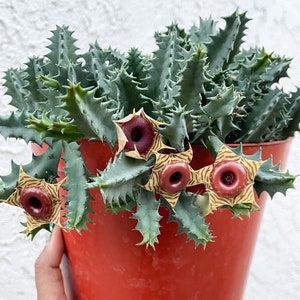 Huernia Zebrina | Lifesaver | rare succulent