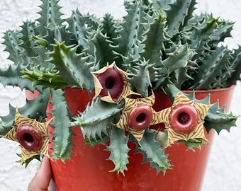 Huernia Zebrina | Lifesaver | rare succulent