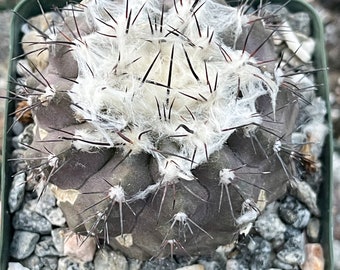 Fuzzy Copiapoa Hypogaea | Rare Cactus | Live Plant | Rare Plant