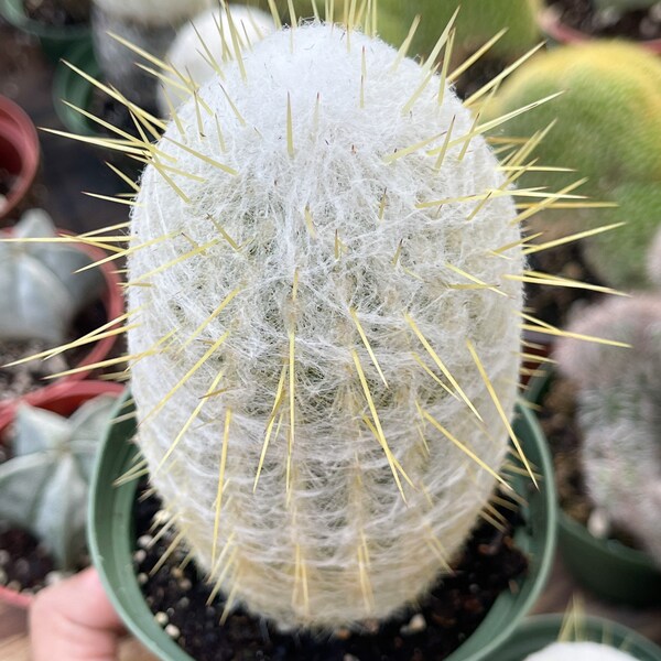 Old Man Cactus | Yellow Spines | Live Cactus