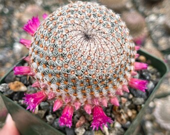 Mammillaria Huitzilopochtli with flower buds | Live Cactus