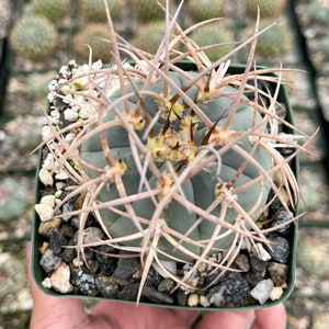 Gymnocalycium Cardenasianum Busy Spines Pink Flower Rare Cactus 3.5” Pot