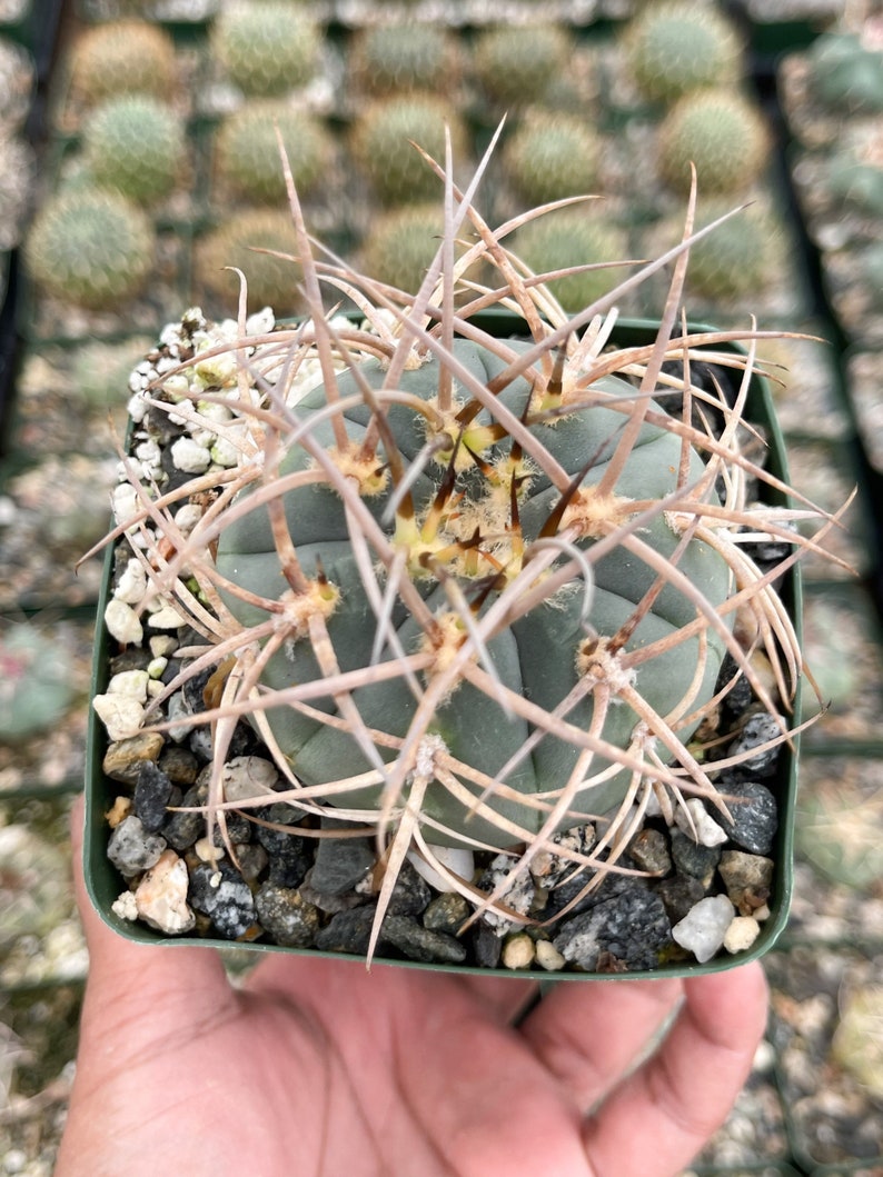 Gymnocalycium Cardenasianum Busy Spines Pink Flower Rare Cactus 3.5” Pot