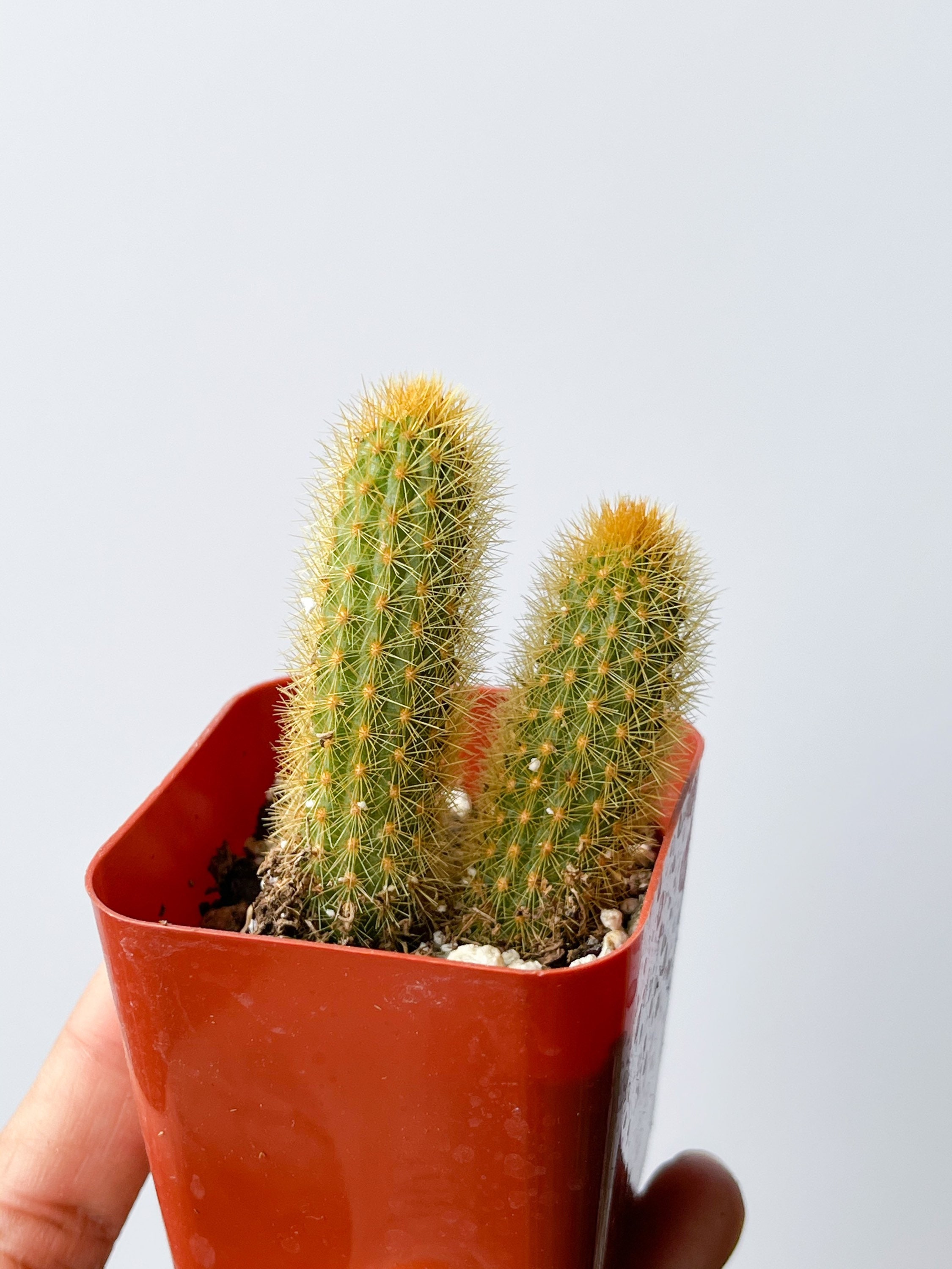 Home & Living Plants Super Cute mini Set of 2 GOLDEN RAT Tails ...