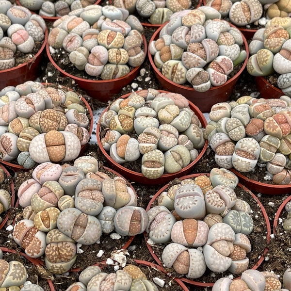 Lithops Living Stone succulent | Live Plant
