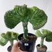 see more listings in the Euphorbia  section