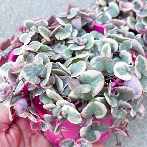 Variegated String Of Hearts | String Succulent | Live Succulent