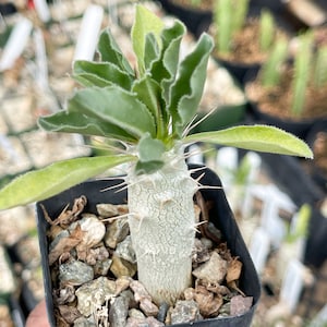 Pachypodium Saundersii Live Plant 3.5”