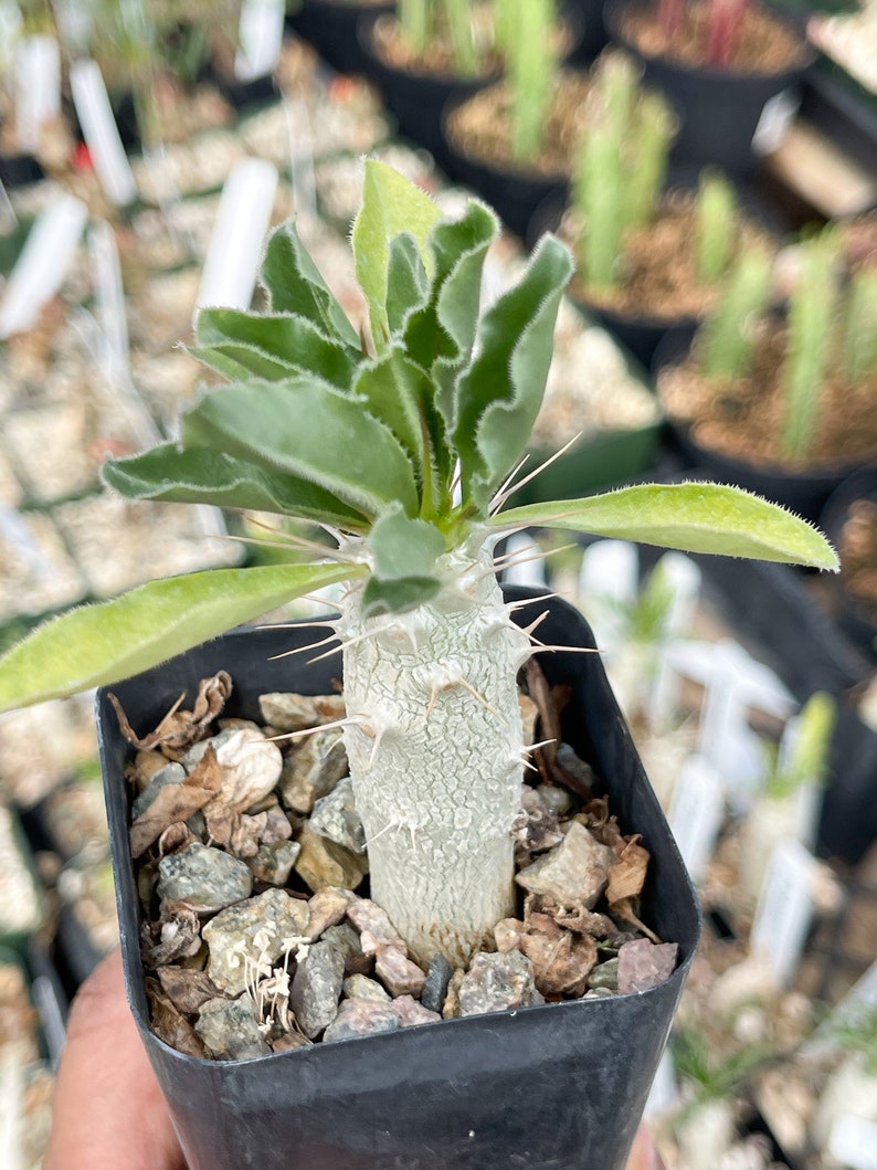 Pachypodium Saundersii Live Plant 3.5”