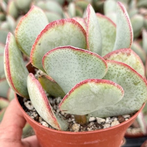 4 Crassula Arborescens Live Plant image 1