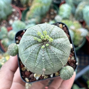 Euphorbia Obesa Baseball Cactus Live Cactus image 9