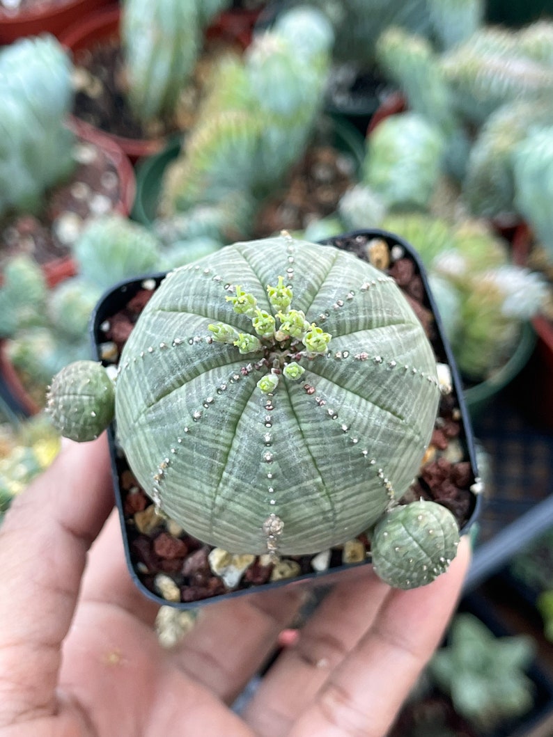 Euphorbia Obesa Baseball Cactus Live Cactus 2.5” Pot