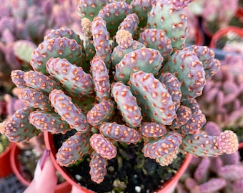 Opuntia Cactus | Purple Cactus