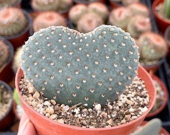 4” Opuntia | Live Cactus | Rare Cactus