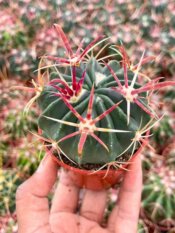 Ferocactus latispinus - Cactus vivant pot d'intérieur plante rare