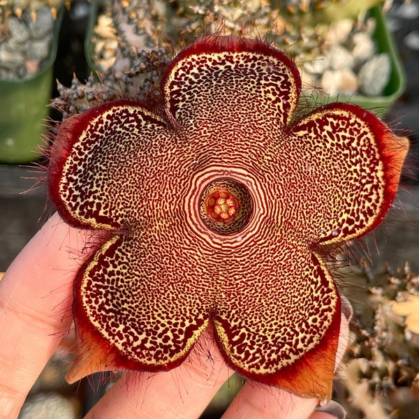 Edithcolea Grandis / Planta viva / Suculenta viva