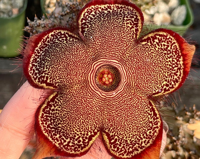 Graines Edithcolea Grandis - Plante Succulente Rare - Lot De 3 - Pour Collectionneurs Et Jardiniers