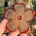 see more listings in the Succulents section