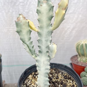 Ghost cactus Cutting | Variegated Euphorbia Lactea | Rare Cactus